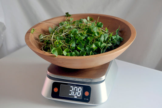 Buckwheat Microgreens 3 oz.