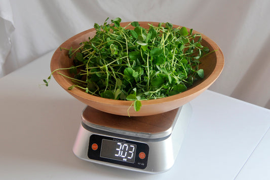 Pea Microgreens 3oz.