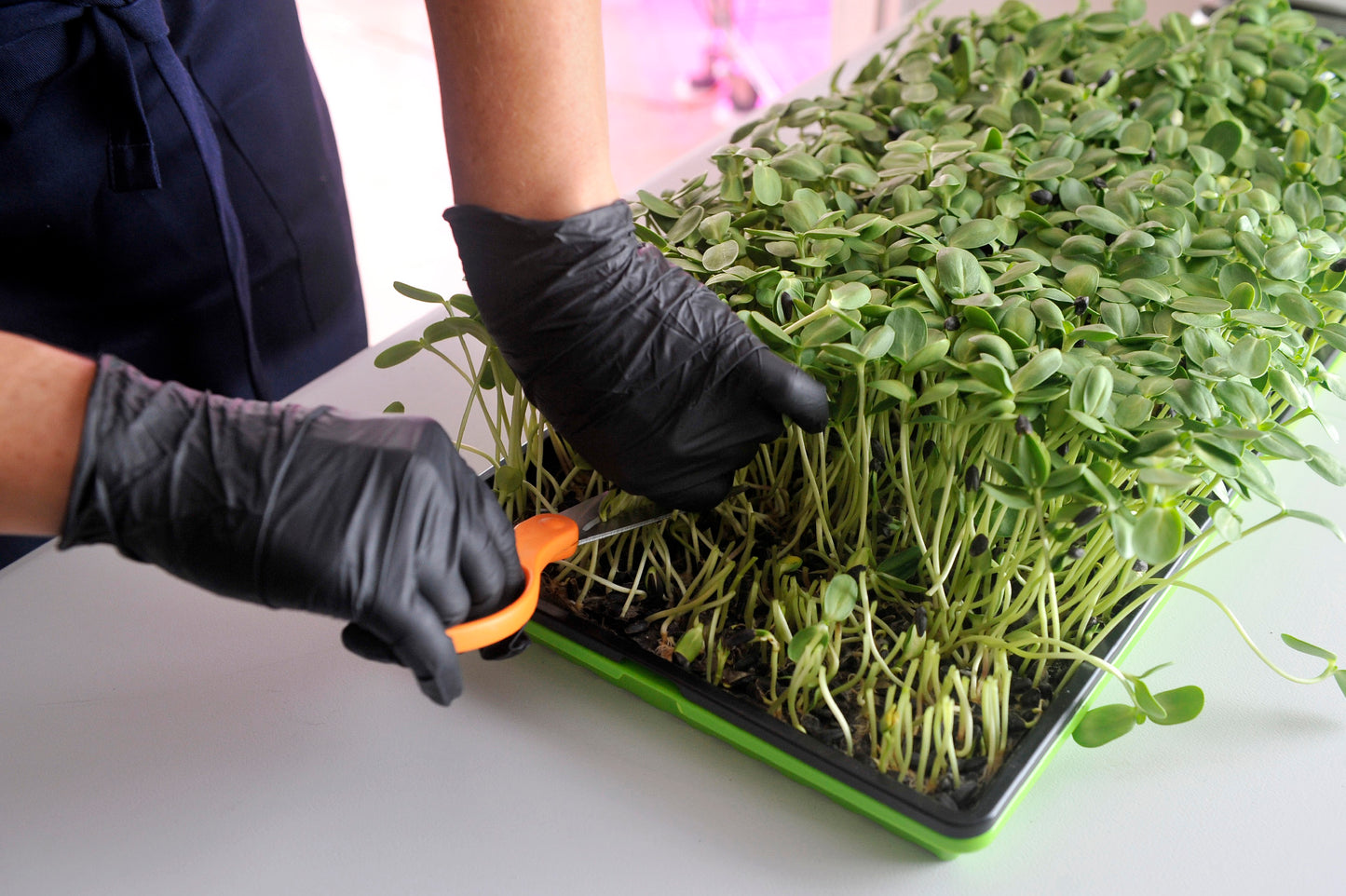 Sunflower Microgreens 5 oz.