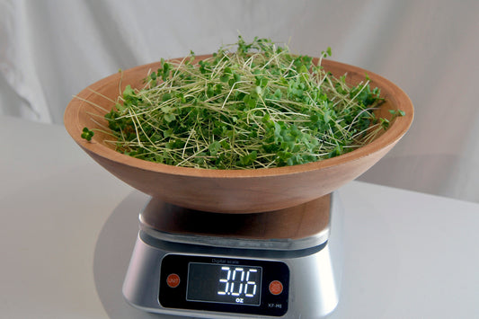Broccoli Microgreens 3 oz.