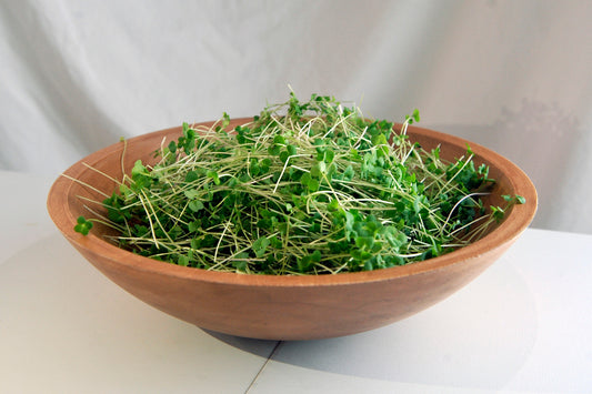 Broccoli Microgreens 3 oz.