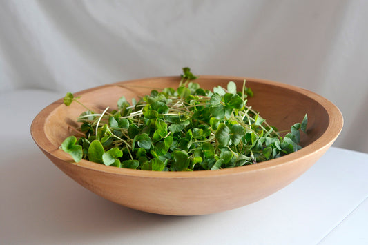Buckwheat Microgreens 3 oz.
