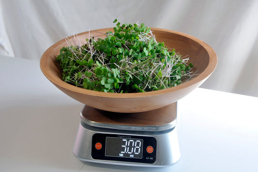Kale/Purple Mustard Mix Microgreens 3 oz.