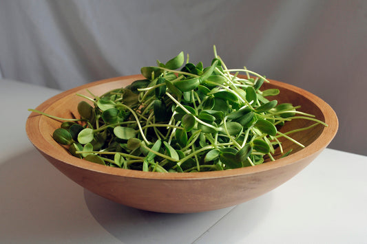 Sunflower Microgreens 5 oz.
