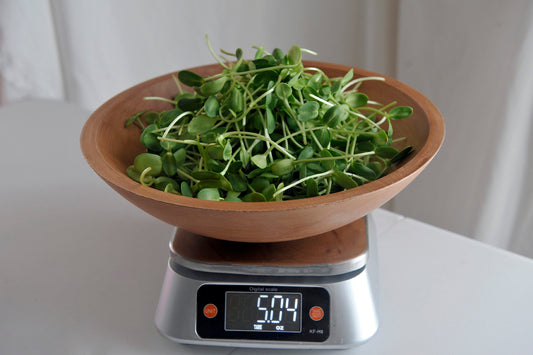 Sunflower Microgreens 5 oz.